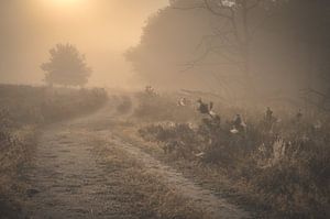 À travers la brume