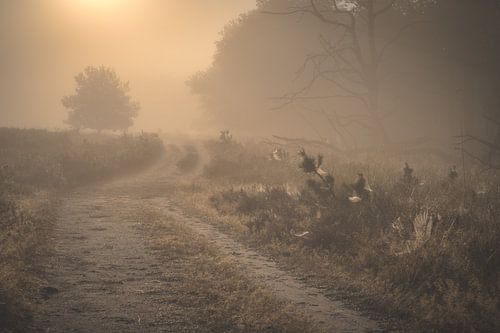 Through the mist