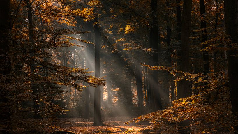 Herfstkleuren en zonnestralen in een bos van Bram van Broekhoven