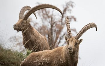 Alpine Ibex, Alpine Ibex