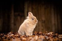 A Peaceful Moment – Rabbit in Autumn Leaves