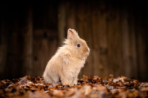 Ein kleiner Moment voller Ruhe – Kaninchen im Herbstlaub