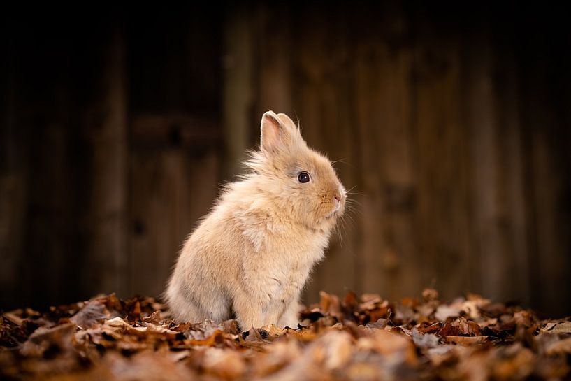 Ein kleiner Moment voller Ruhe – Kaninchen im Herbstlaub von Thorsten Güttes / 25pictures