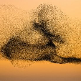 Starlings in warm evening light by Harry Punter