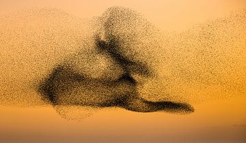 Starlings in warm evening light by Harry Punter