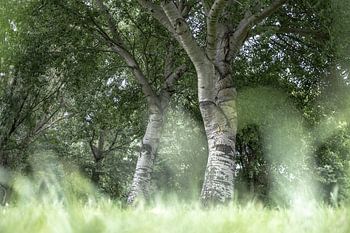 Bäume auf der Wiese.