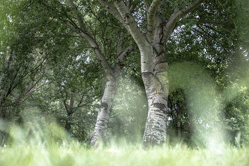 Trees in the grass.