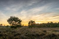 Plantes Soleil du soir Réserve naturelle Maashorst Uden Paysage
