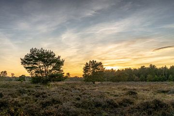 Planten Avondzon Natuurgebied Maashorst Uden Landschap van Marc van den Elzen