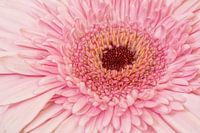 Gerbera