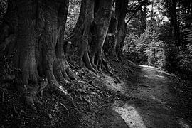 Opkomende zon in het Hellingbos van Simpelveld