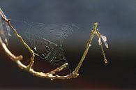 Spinnenweb waterjuffer von Dennis van de Water Miniaturansicht