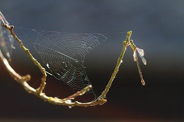 Spinnenweb waterjuffer van Dennis van de Water