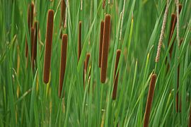 Cigares dans les roseaux sur Gert van Santen