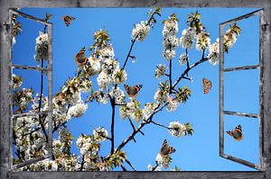 Fensterblick - Frühlingserwachen