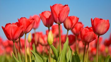 Lente in de Bollenstreek van Charlene van Koesveld