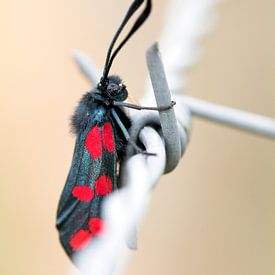 Papillon de la Saint-Jean sur un fil barbelé sur Annieke Slob