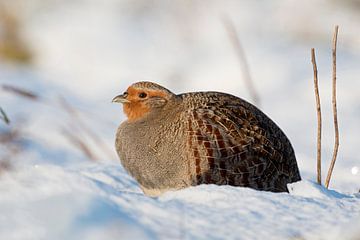 Grey Partridge ( Perdix perdix ), adult, sitting in fresh fallen snow, sunny winter morning, wildlif van wunderbare Erde