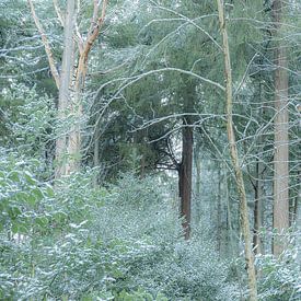 Winter, snow in the Wilgenhof of Beetsterzwaag Opsterland Friesland by Ad Huijben