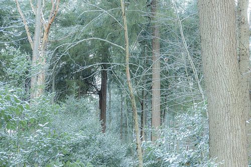 Winter, Schnee auf dem Wilgenhof von Beetsterzwaag Opsterland Friesland von Ad Huijben