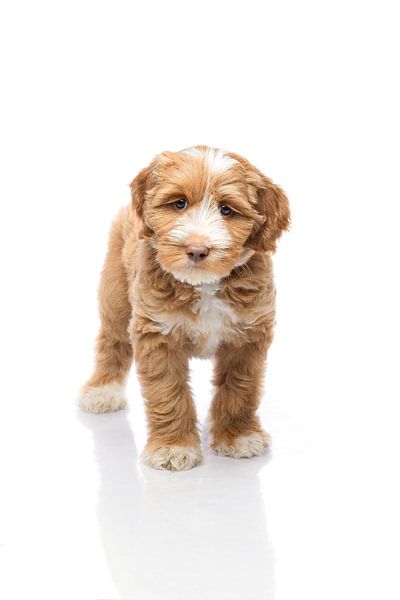 Photographie chien/chiot blanc avec image miroir par Ellen Van Loon
