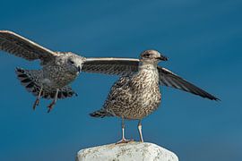 Möwen im Hafen von Den Helder in Nordholland