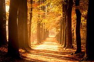 Pad door een beukenbos tijdens de herfst in natuurgebied de Veluwe van Sjoerd van der Wal thumbnail