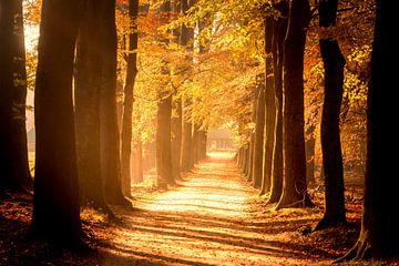 Chemin à travers une forêt de hêtres en automne dans la réserve naturelle de Veluwe sur Sjoerd van der Wal