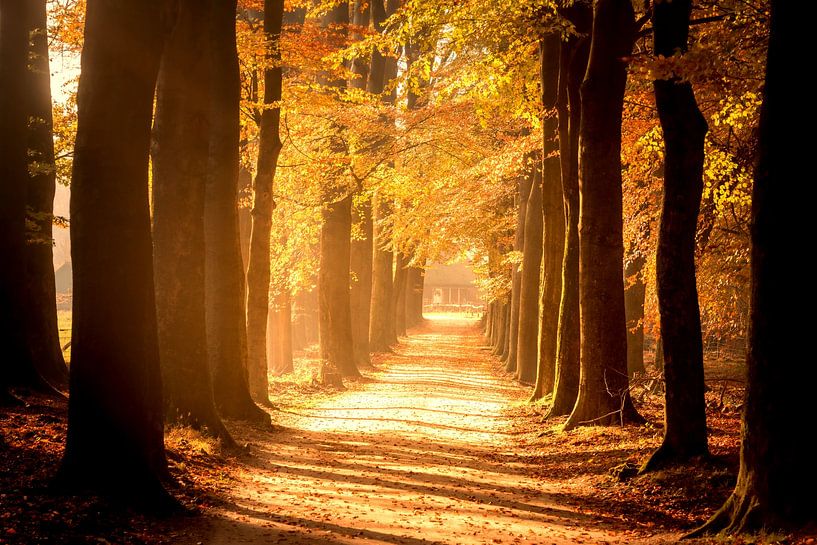 Chemin à travers une forêt de hêtres en automne dans la réserve naturelle de Veluwe sur Sjoerd van der Wal