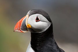 Portrait of a puffin by Rob van Hilten