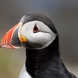 Portrait of a puffin by Rob van Hilten