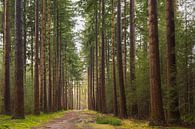 Velhorst estate - Lochem (Netherlands) by Marcel Kerdijk thumbnail