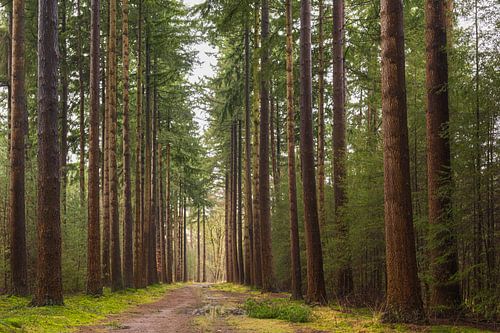 Landgoed Velhorst - Lochem (Nederland)