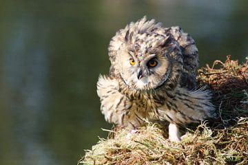 Long-eared owl with fluttering feathers
