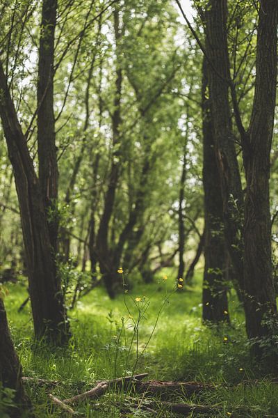 Nature photo with flowers by Yara Verstappen