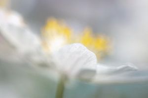 Sfeervolle opname van een bosanemoon, foto 1 van Caroline van der Vecht