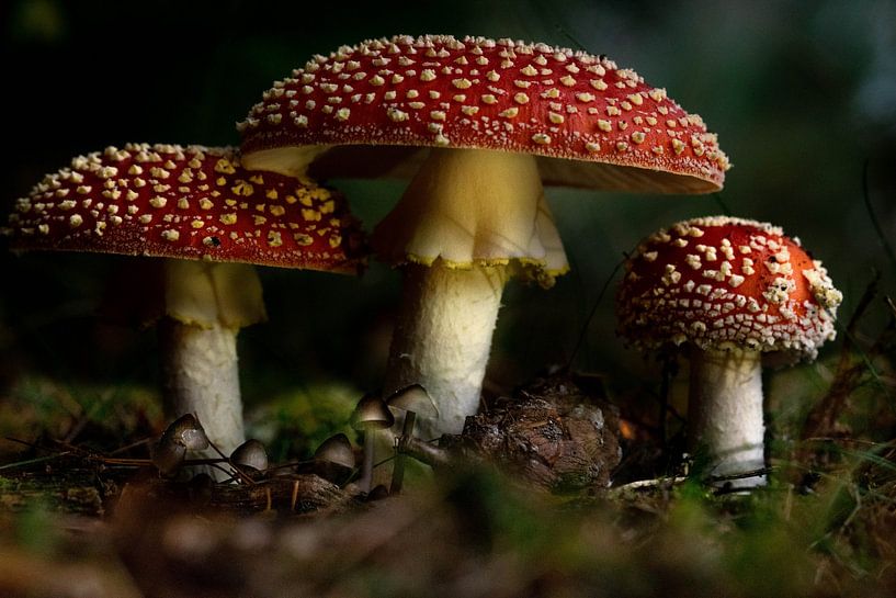 Drie vliegenzwammen bij elkaar in het bos van Robin Verhoef