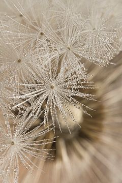 Natural fragile silence in a rural detail by Marjolijn van den Berg