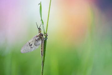 Mayfly by Francis Dost