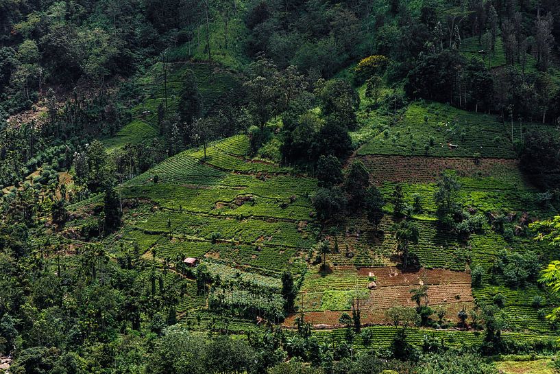 Le Sri Lanka enchante par ses plantations de thé ondulantes et ses innombrables cascades cachées dans les hautes terres verdoyantes. par Patrick Fotografeert
