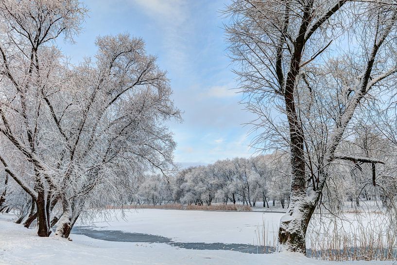 Snowy trees in sunny winter morning. North Europe by Yevgen Belich
