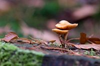 Twee lichtbruine paddenstoeltjes - Speulderbos