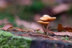 Twee lichtbruine paddenstoeltjes - Speulderbos van Gerda Hoogerwerf