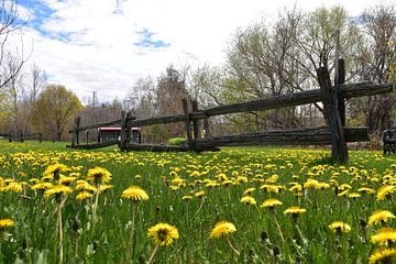Flowers in the park in spring by Claude Laprise