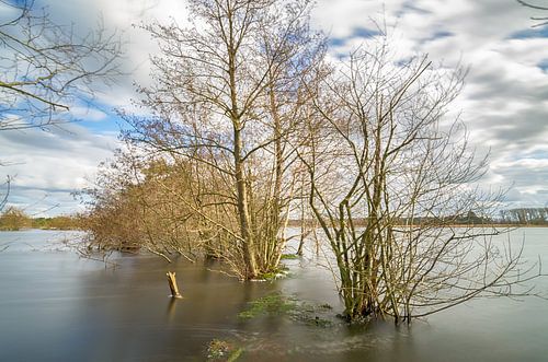 Bomen in het water
