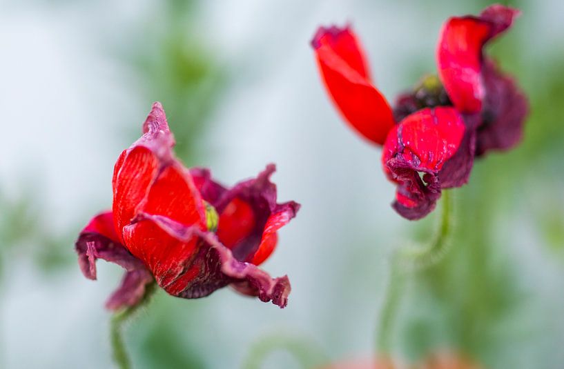 blossomed by peterheinspictures