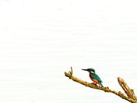 Kingfisher on branch with white background (water)