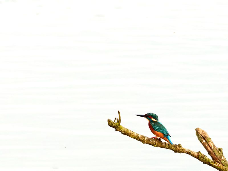Kingfisher on branch with white background (water) by Christian Mueller