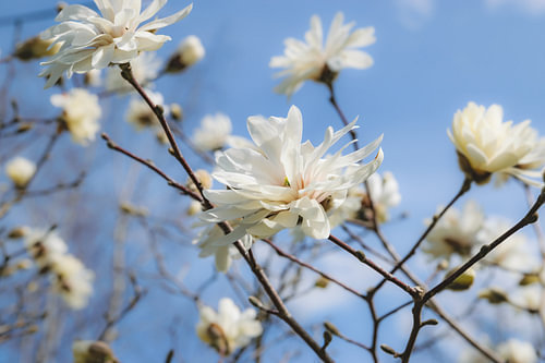 Magnolia « White Star » en fleur