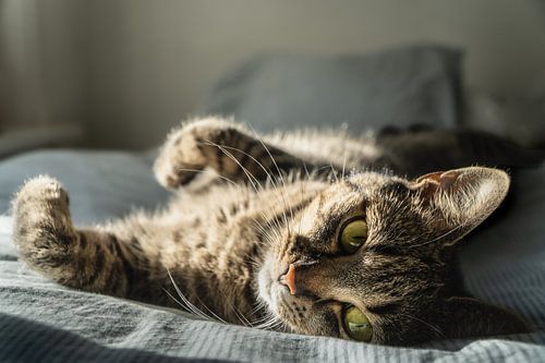 Katze wälzt sich im Sonnenlicht